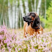 Hundefotografie Bayerischer Gebirgsschweißhund Heide