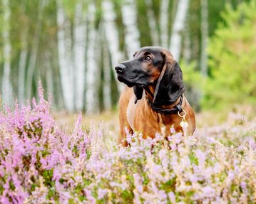 Hundefotografie Bayerischer Gebirgsschweißhund Heide