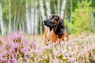 Hundefotografie Bayerischer Gebirgsschweißhund Heide