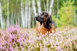 Hundefotografie Bayerischer Gebirgsschweißhund Heide