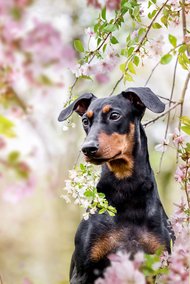 Hundefoto Deutscher Pinscher Portrait in Kirschblüten Dresden