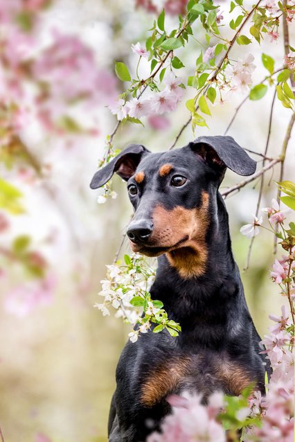 Hundefoto Deutscher Pinscher Portrait in Kirschblüten Dresden