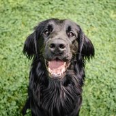 Flat Coated Retriever Portrait
