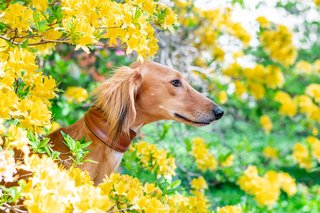Saluki Windhund Hundefoto in Dresden