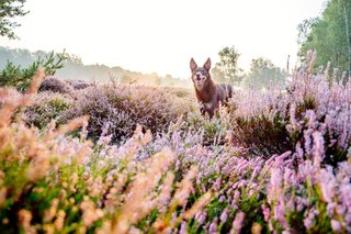 Hundefoto Australian Kelpie in Heideblüte Dresden