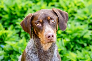 Hundeportrait Deutsch Kurzhaar Dresden