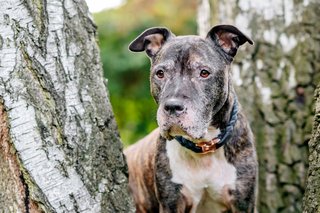 Hundefoto Staffordshire Bullterrier Portrait Dresden