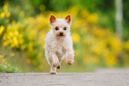 Hundefotoshooting Yorkshire Terrier läuft vor gelbem Ginster in Dresden