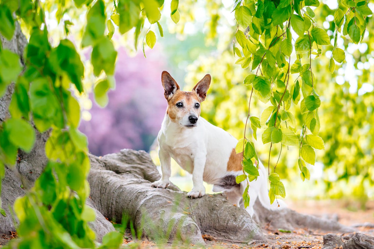 Jack Russel Terrier im Großen Garten beim Hundefotoshooting für alte Hunde in Dresden
