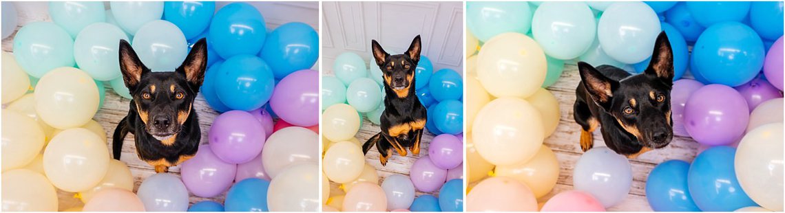 Hundefotos in Dresden von Kelpie mit Luftballons