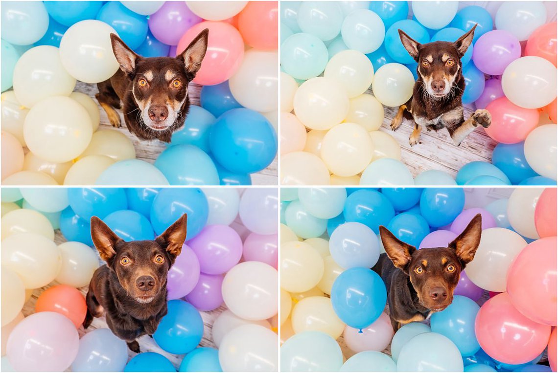 Hundefotos in Dresden von Australian Kelpie mit Luftballons