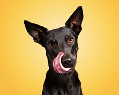 Hundefotos Dresden Gute Laune Fotos-010.jpg