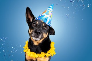 Hundefotos Dresden Gute Laune Fotos-024.jpg