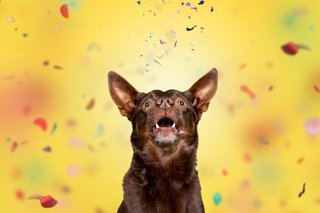 Hundefotos Dresden Gute Laune Fotos-026.jpg
