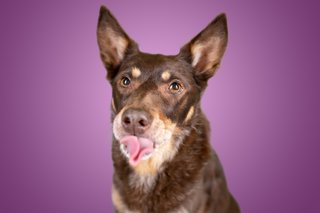Hundefotos Dresden Gute Laune Fotos-001.jpg