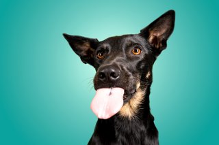 Hundefotos Dresden Gute Laune Fotos-015.jpg