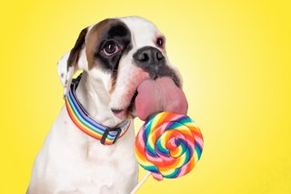 Hundefotos Dresden Gute Laune Fotos-046.jpg