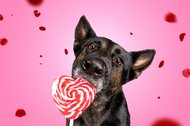 Hundefotos Dresden Gute Laune Fotos-023.jpg