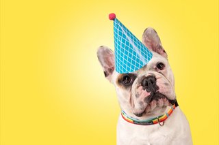 Hundefotos Dresden Gute Laune Fotos-049.jpg