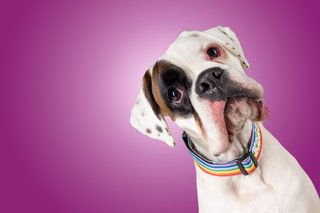 Hundefotos Dresden Gute Laune Fotos-047.jpg