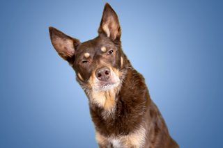 Hundefotos Dresden Gute Laune Fotos-002.jpg