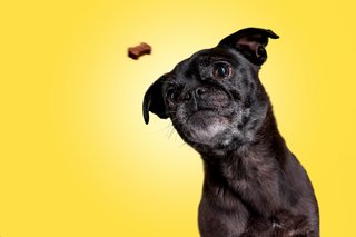 Hundefotos Dresden Gute Laune Fotos-035.jpg
