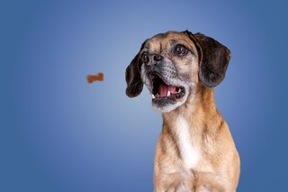 Hundefotos Dresden Gute Laune Fotos-032.jpg