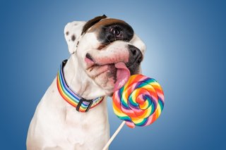 Hundefotos Dresden Gute Laune Fotos-045.jpg