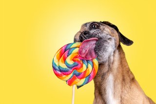 Hundefotos Dresden Gute Laune Fotos-031.jpg