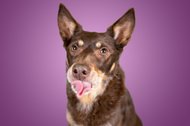 Hundefotos Dresden Gute Laune Fotos-001.jpg