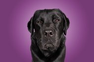 Hundefotos Dresden Gute Laune Fotos-053.jpg