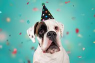 Hundefotos Dresden Gute Laune Fotos-048.jpg
