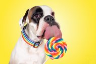Hundefotos Dresden Gute Laune Fotos-046.jpg