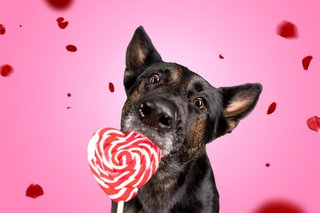 Hundefotos Dresden Gute Laune Fotos-023.jpg