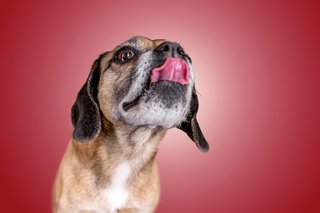 Hundefotos Dresden Gute Laune Fotos-029.jpg
