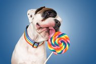 Hundefotos Dresden Gute Laune Fotos-045.jpg