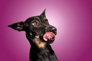 Hundefotos Dresden Gute Laune Fotos-014.jpg