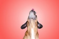 Hundefotos Dresden Gute Laune Fotos-028.jpg