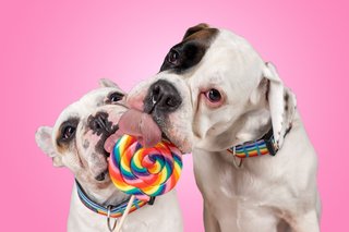 Hundefotos Dresden Gute Laune Fotos-050.jpg