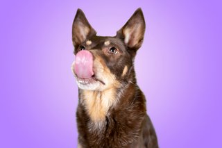 Hundefotos Dresden Gute Laune Fotos-006.jpg