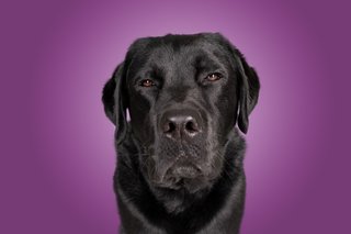 Hundefotos Dresden Gute Laune Fotos-053.jpg