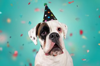 Hundefotos Dresden Gute Laune Fotos-048.jpg
