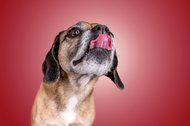 Hundefotos Dresden Gute Laune Fotos-029.jpg