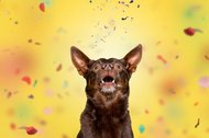 Hundefotos Dresden Gute Laune Fotos-026.jpg