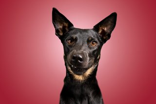 Hundefotos Dresden Gute Laune Fotos-011.jpg