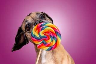 Hundefotos Dresden Gute Laune Fotos-030.jpg