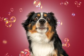 Gute Laune Hundefotos im Studio in Dresden