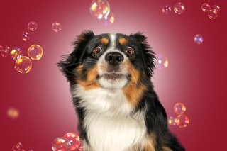 Australian Shepherd guckt lustig umgeben von Seifenblasen beim Hundefotoshoot in Dresden