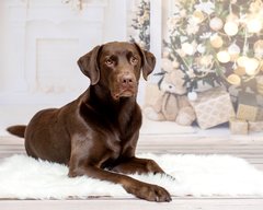Hundefotos Dresden Labrador Weihnachtsfoto