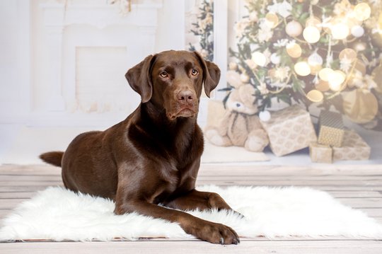 Hundefotos Dresden Labrador Weihnachtsfoto